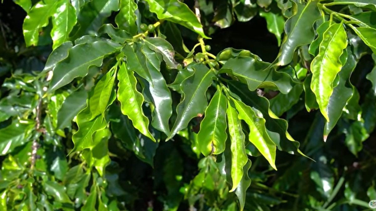 Você está visualizando atualmente Quando Falta esse Micronutriente as Folhas Ficam Pequenas  No Pé do Café