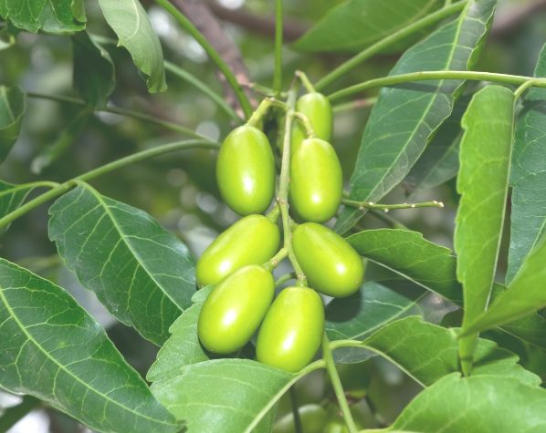 Você está visualizando atualmente Torta de Neem