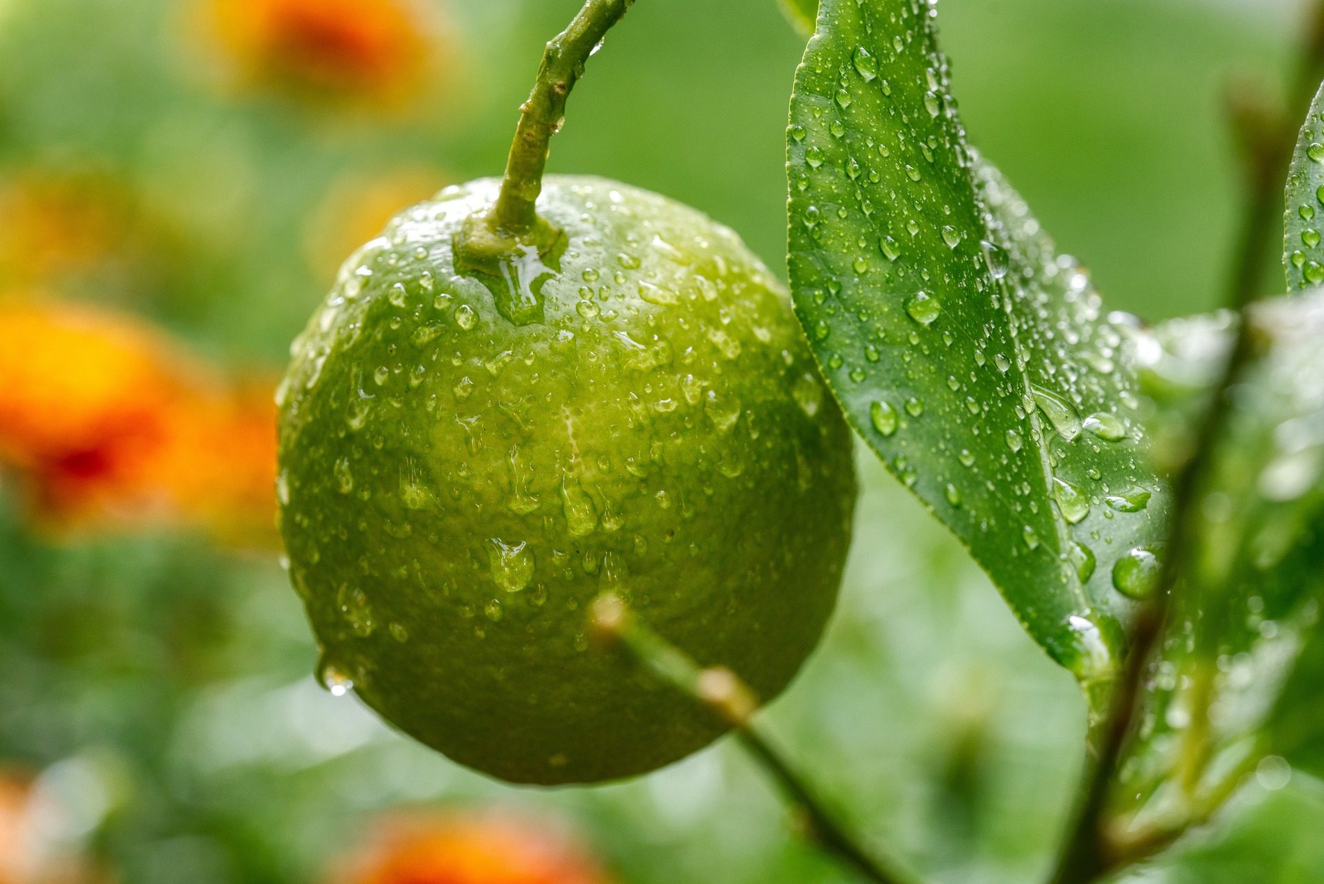 Você está visualizando atualmente Citrus plantio