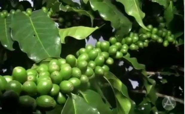 Você está visualizando atualmente Café Adubação com Turfa Gold (Matérias Orgânicas , Ácidos Húmicos e Fúlvicos.