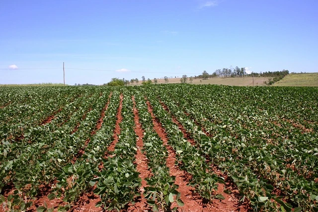 Você está visualizando atualmente Feijão Adubação Turfa . 04-14-08+Micros , Delimoneno , K 60