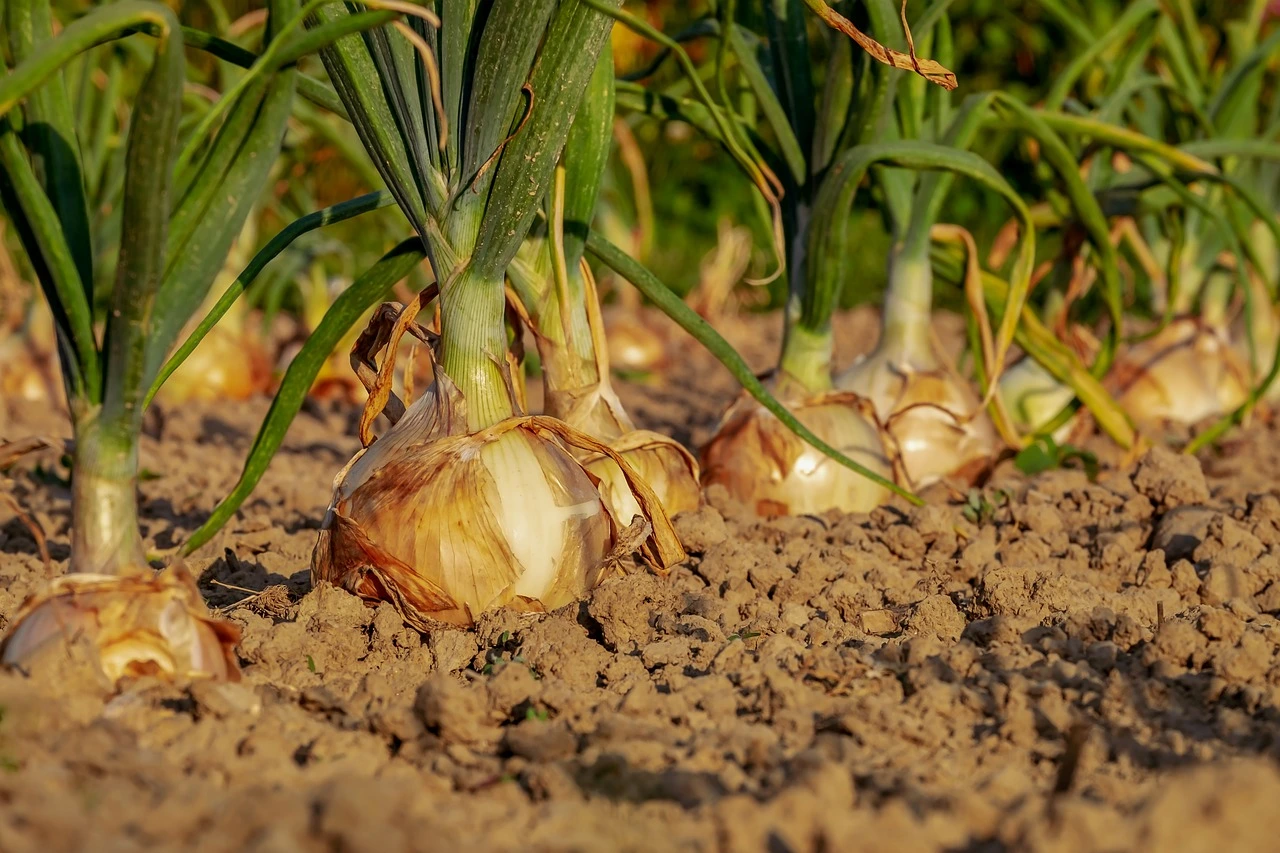 Você está visualizando atualmente Cebola Adubação Turfa Gold , Silintec e outros.