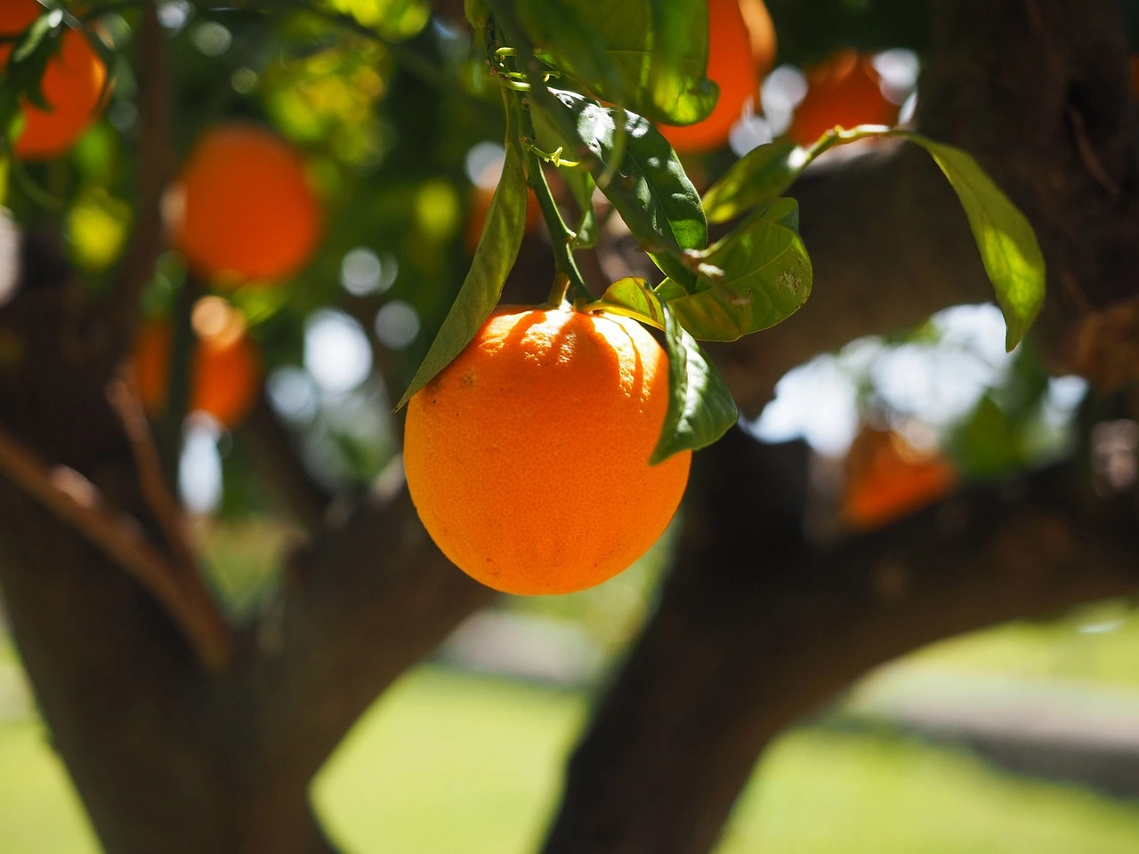 Você está visualizando atualmente Laranja Adubação Cab24 , Micromax ,20-05-20,Siointec e outros