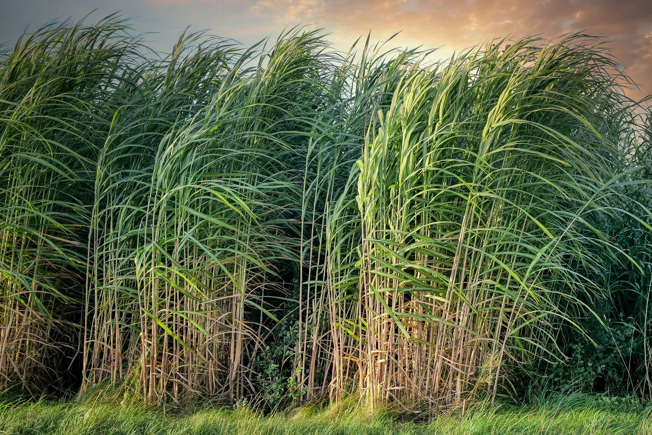 Você está visualizando atualmente Cana de Açucar Adubação MicroCan , Clozal o cobre e outros